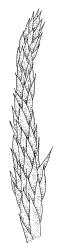 Ischyrodon lepturus, branch detail, dry. Drawn from B.H. Macmillan 71/279, CHR 163468.
 Image: R.C. Wagstaff © Landcare Research 2014 